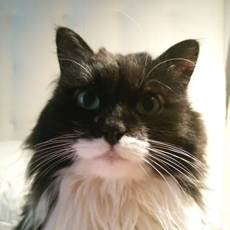 Arco Di Travertino מלון רומא